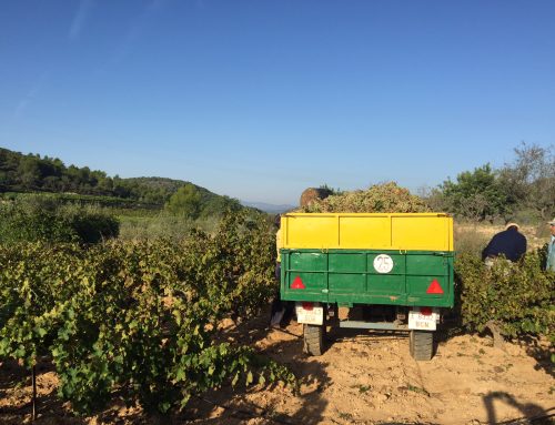 La vendimia finaliza con 5 millones de kg de uva de gran calidad