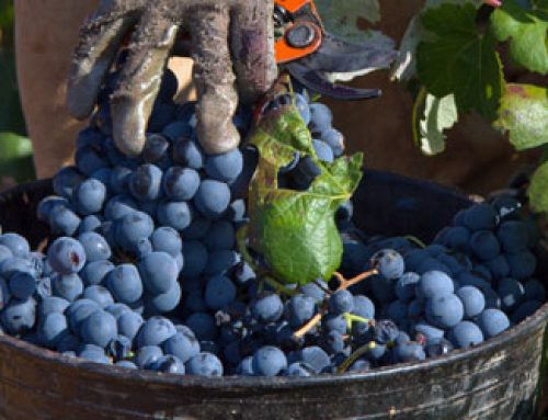 Comenzamos la vendimia 2019