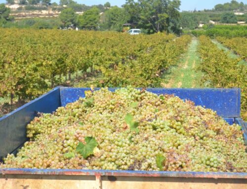 ¿Conoces el proceso de elaboración de un vino blanco?